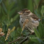 Avatar de Tomás Lara